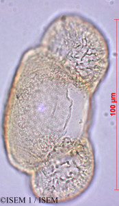 ISEM 1/Pinus_halepensis_60105/Pinus_halepensis_60105_0001(copy)_thumb.jpg